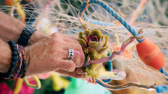 The Big Flower Fight: Season 1: Sea Creatures
